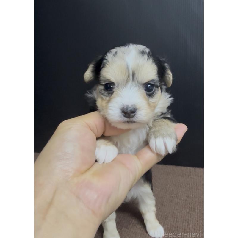 販売中の福岡県のチワマル:チワワ×マルチーズ-446149の4枚目