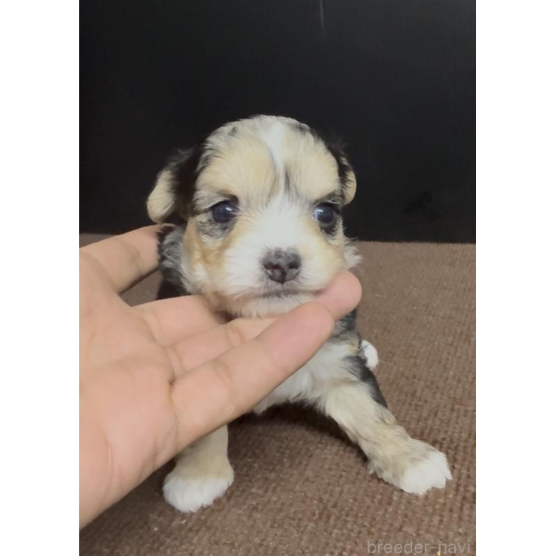 販売中の福岡県のチワマル:チワワ×マルチーズ-446149の3枚目