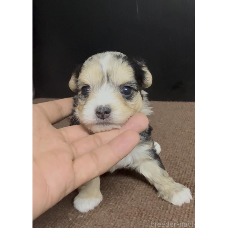 販売中の福岡県のチワマル:チワワ×マルチーズ-446149の2枚目