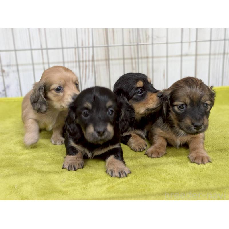 販売中の鹿児島県のカニンヘンダックスフンド(ロングヘアード)-446150の2枚目