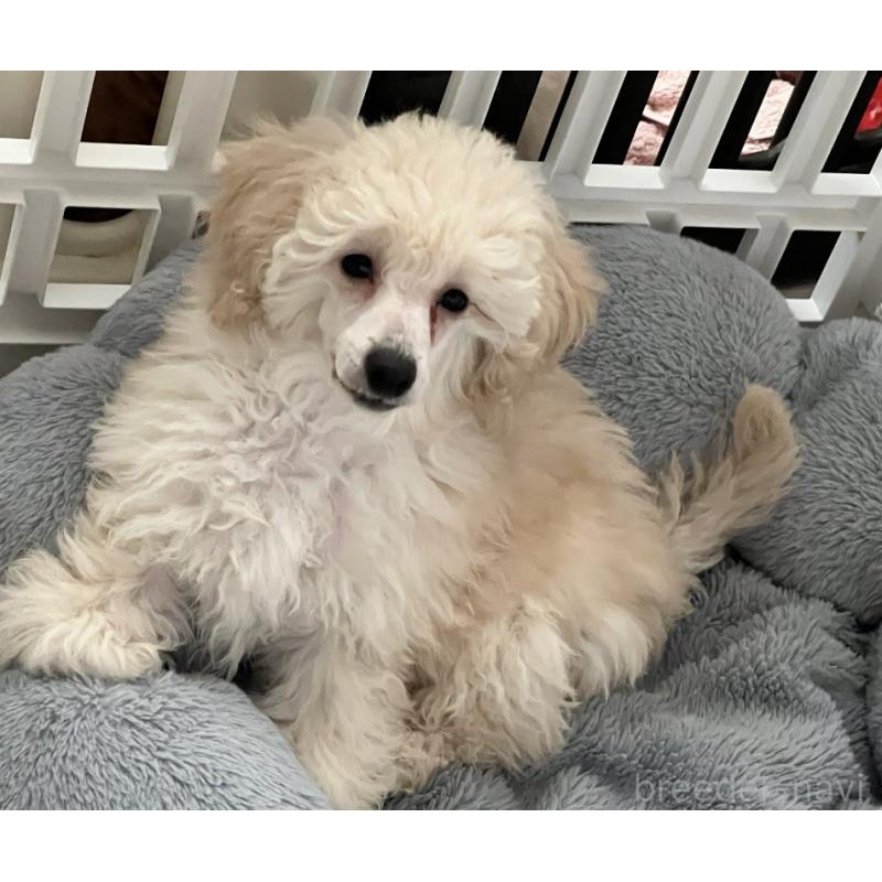 販売中の福岡県のトイプードル-430356の3枚目