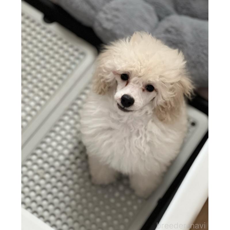 販売中の福岡県のトイプードル-430356の2枚目