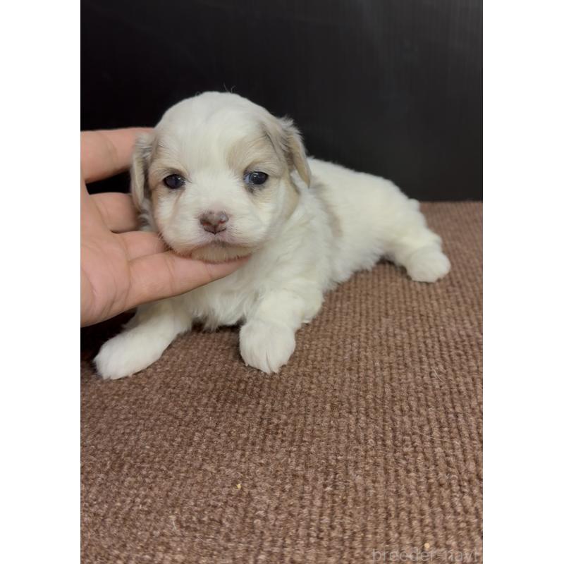 販売中の福岡県のチワマル:チワワ×マルチーズ-446151の3枚目