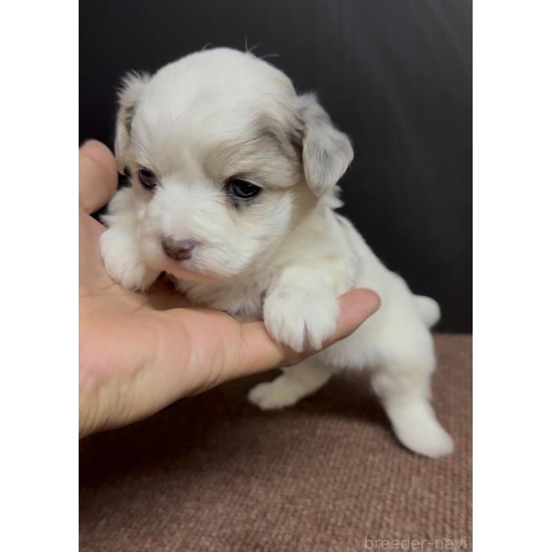 販売中の福岡県のチワマル:チワワ×マルチーズ-446151の2枚目