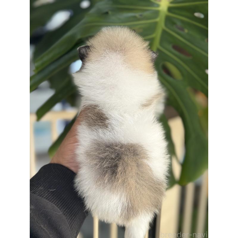 販売中の静岡県のポメラニアン-446153の5枚目