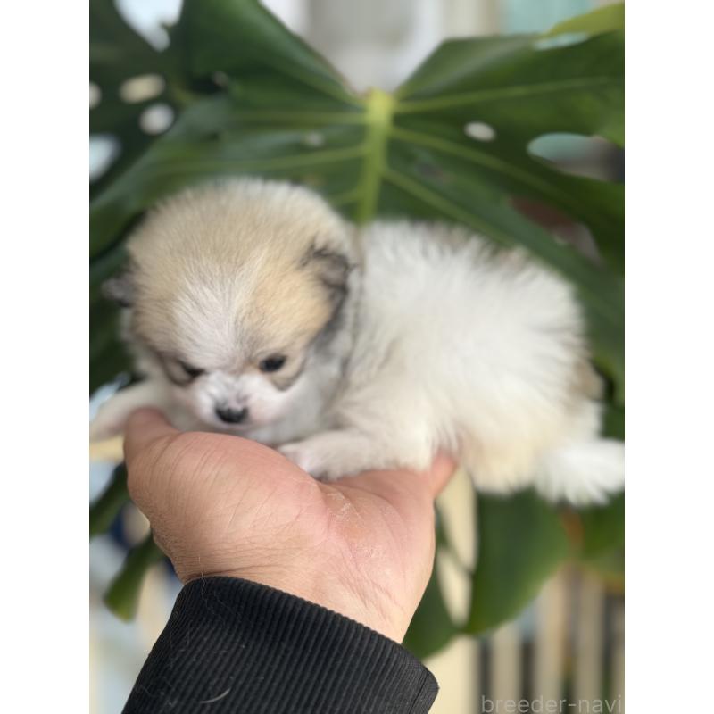 販売中の静岡県のポメラニアン-446153の4枚目