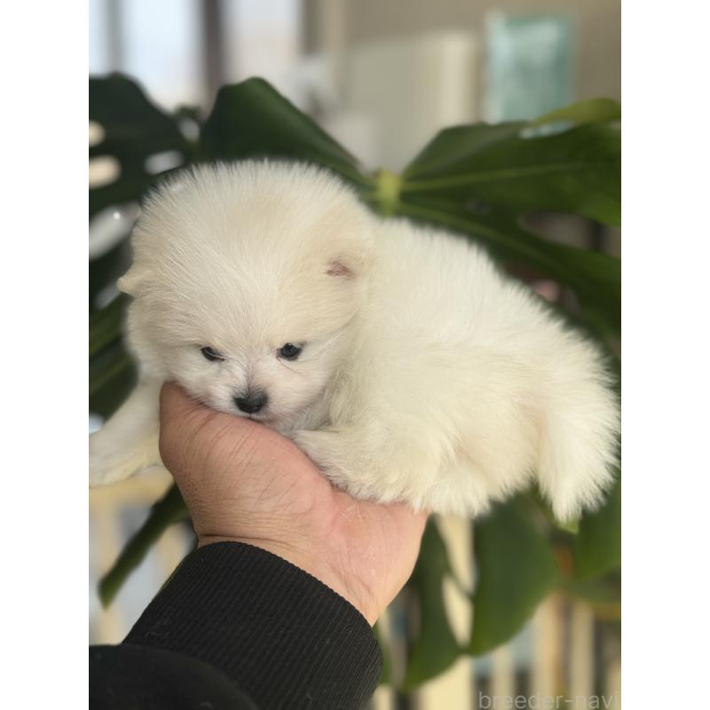 販売中の静岡県のポメラニアン-446155の5枚目