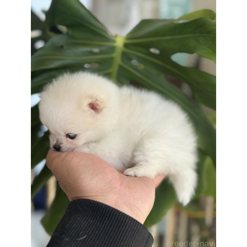 販売中の静岡県のポメラニアン-446156の4枚目