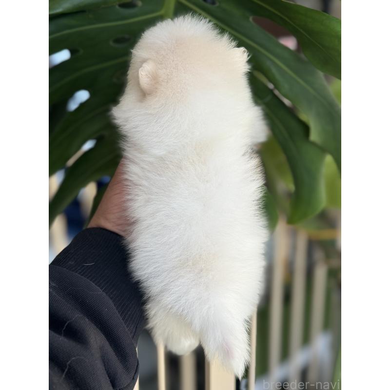 販売中の静岡県のポメラニアン-446156の2枚目