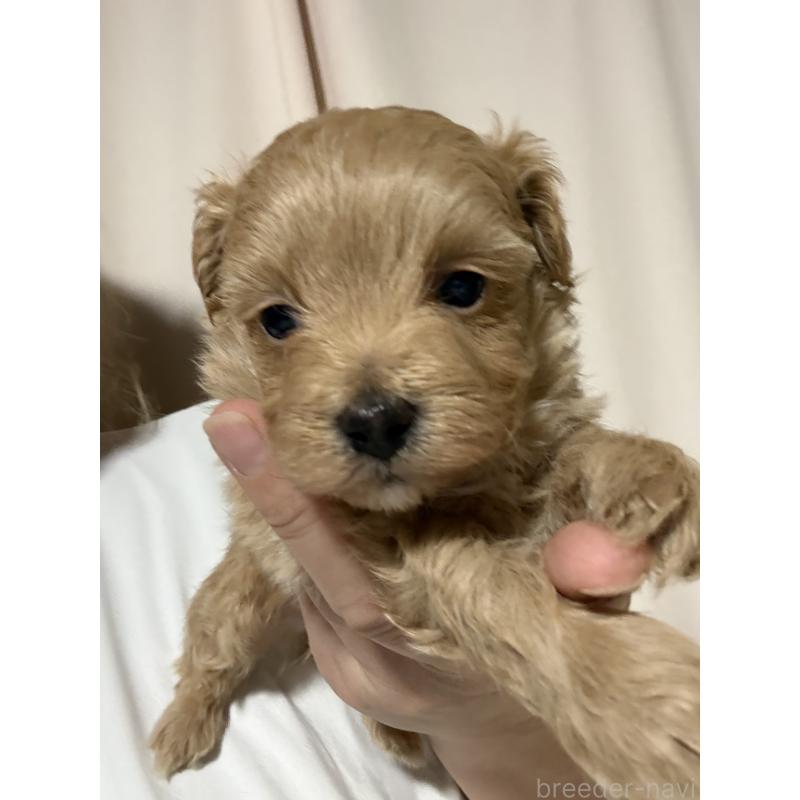 販売中の茨城県のマルプー:マルチーズ×トイプードル-446158の5枚目