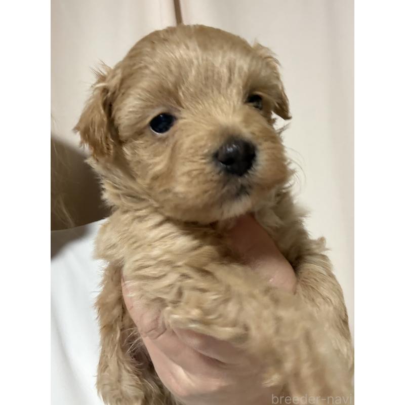 販売中の茨城県のマルプー:マルチーズ×トイプードル-446158の4枚目