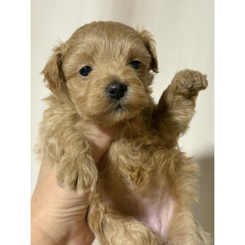 販売中の茨城県のマルプー:マルチーズ×トイプードル-446158の3枚目