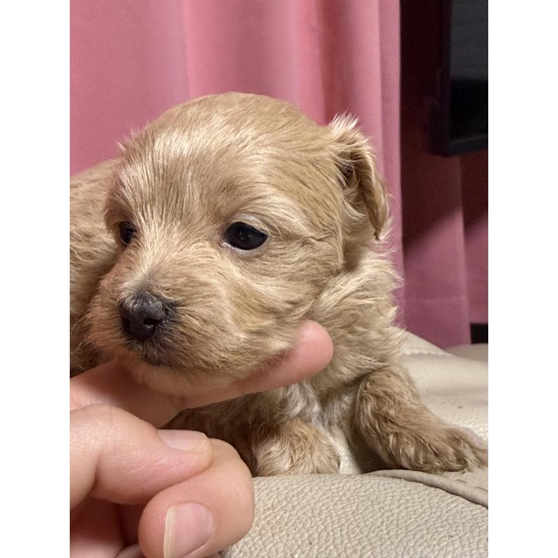 販売中の茨城県のマルプー:マルチーズ×トイプードル-446159の4枚目