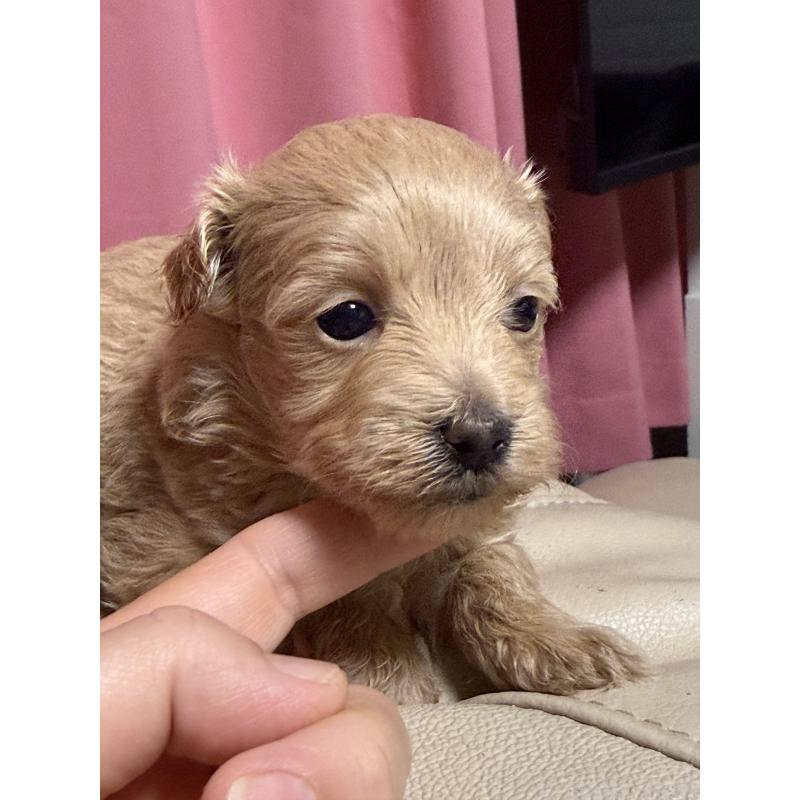 販売中の茨城県のマルプー:マルチーズ×トイプードル-446159の3枚目