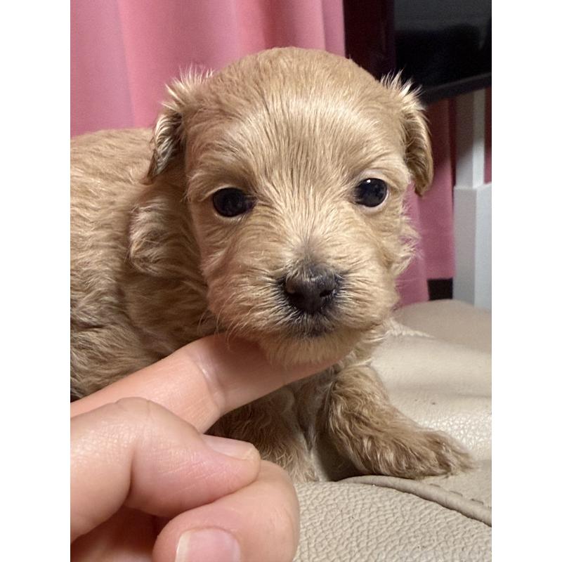 販売中の茨城県のマルプー:マルチーズ×トイプードル-446159の2枚目