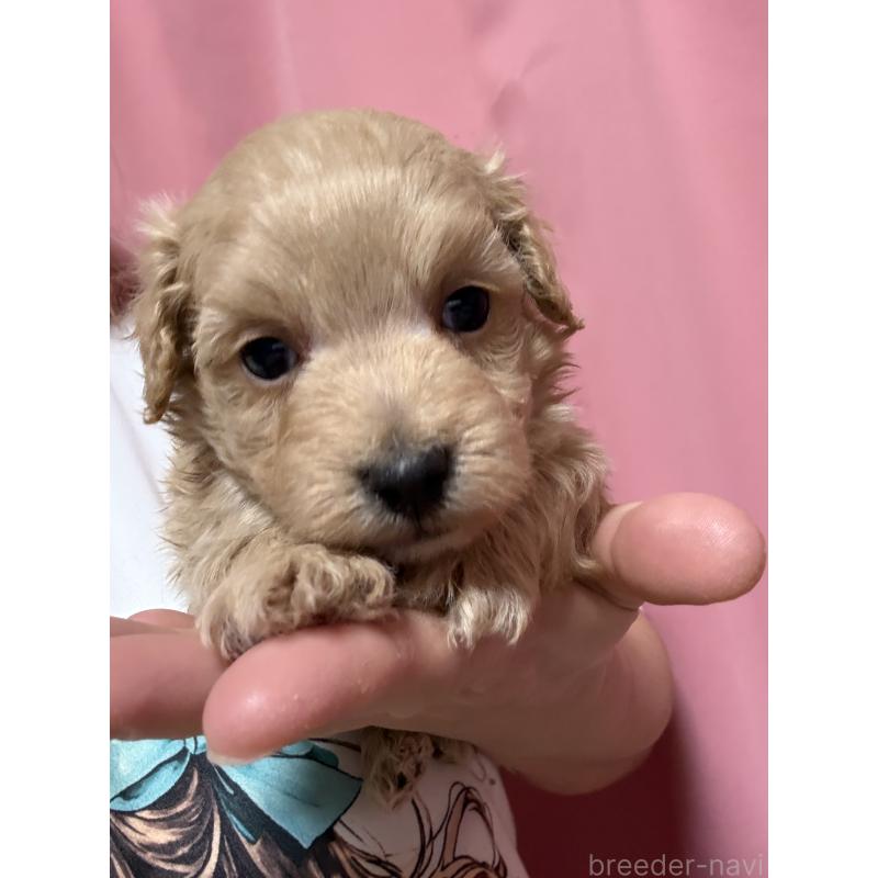 販売中の茨城県のマルプー:マルチーズ×トイプードル-446160の5枚目