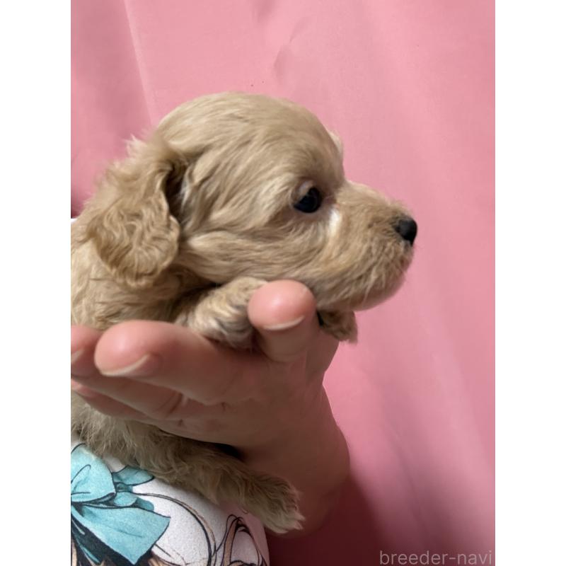 販売中の茨城県のマルプー:マルチーズ×トイプードル-446160の4枚目