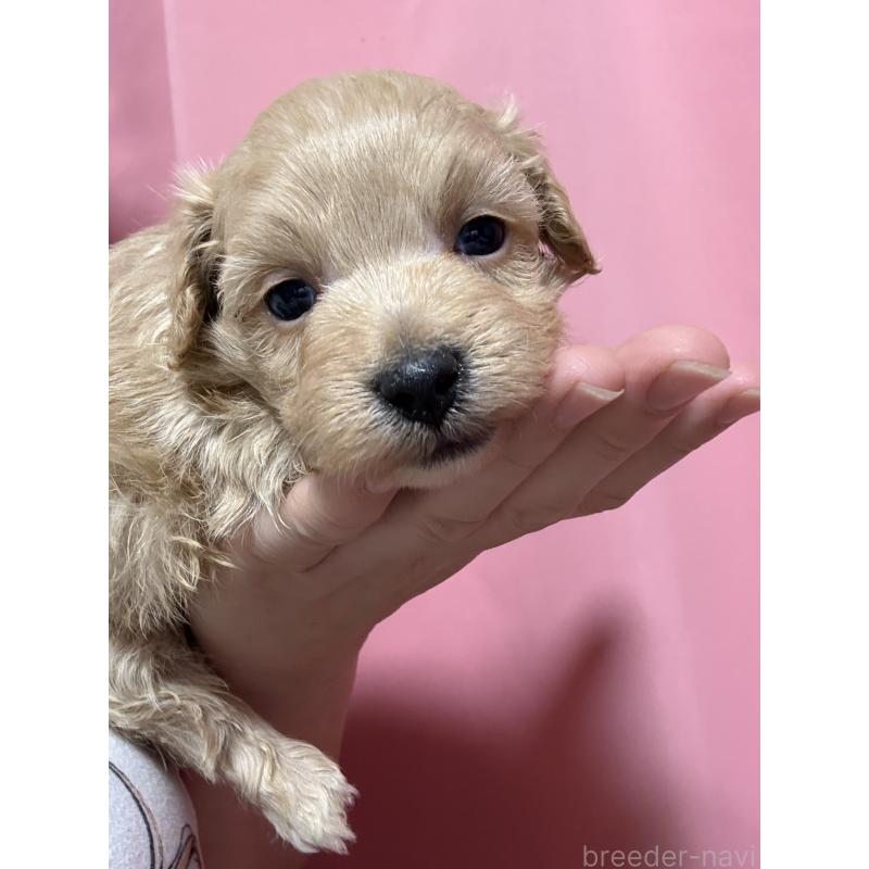 販売中の茨城県のマルプー:マルチーズ×トイプードル-446160の3枚目
