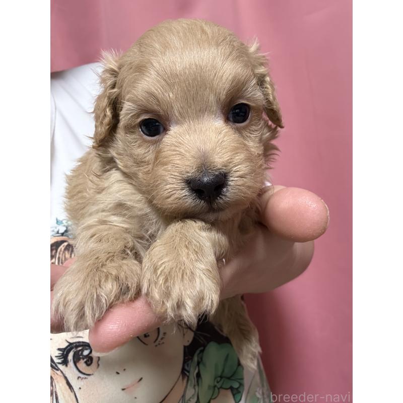 販売中の茨城県のマルプー:マルチーズ×トイプードル-446160の2枚目