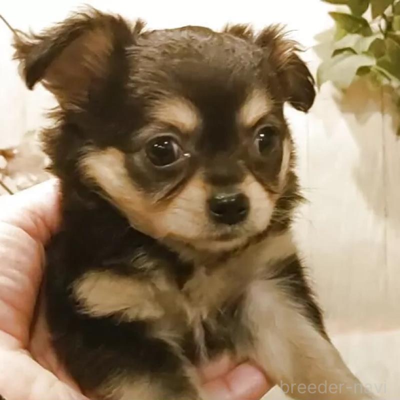 販売中の愛知県のチワワ(ロングコート)-442090