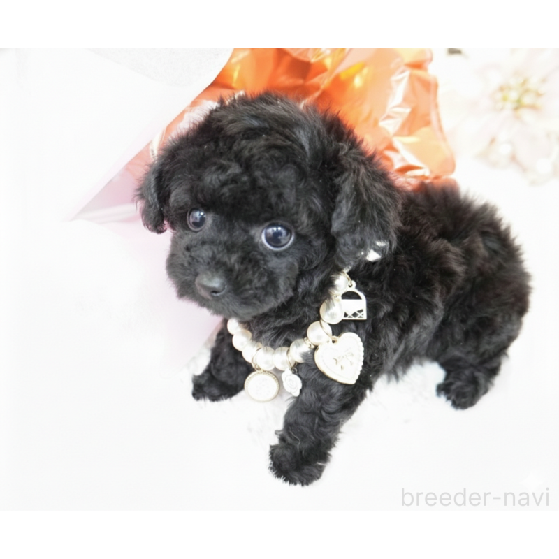 販売中の大阪府のティーカッププードル-445976の7枚目