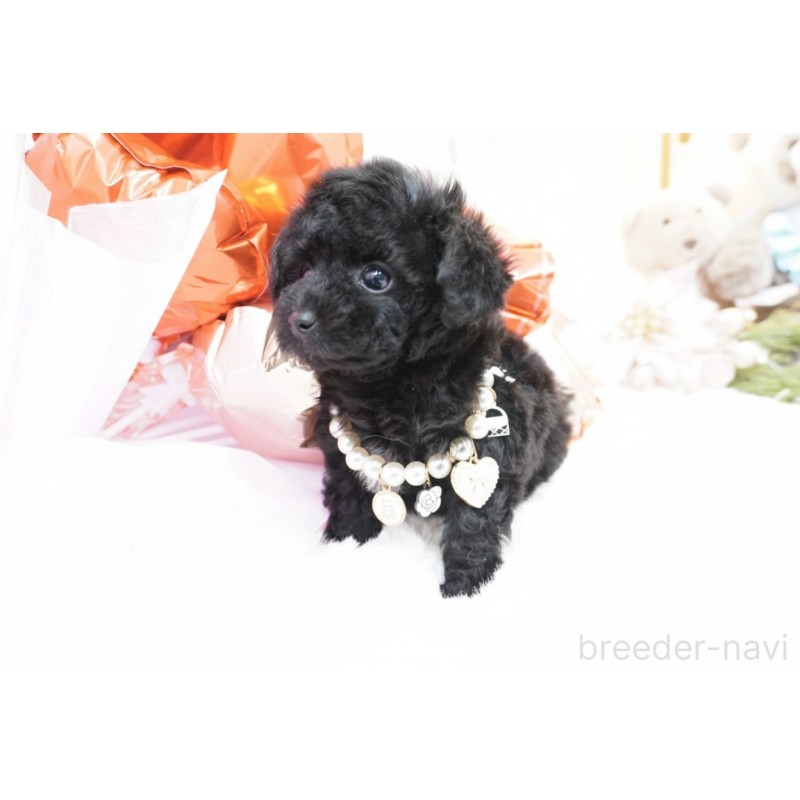 販売中の大阪府のティーカッププードル-445976の6枚目