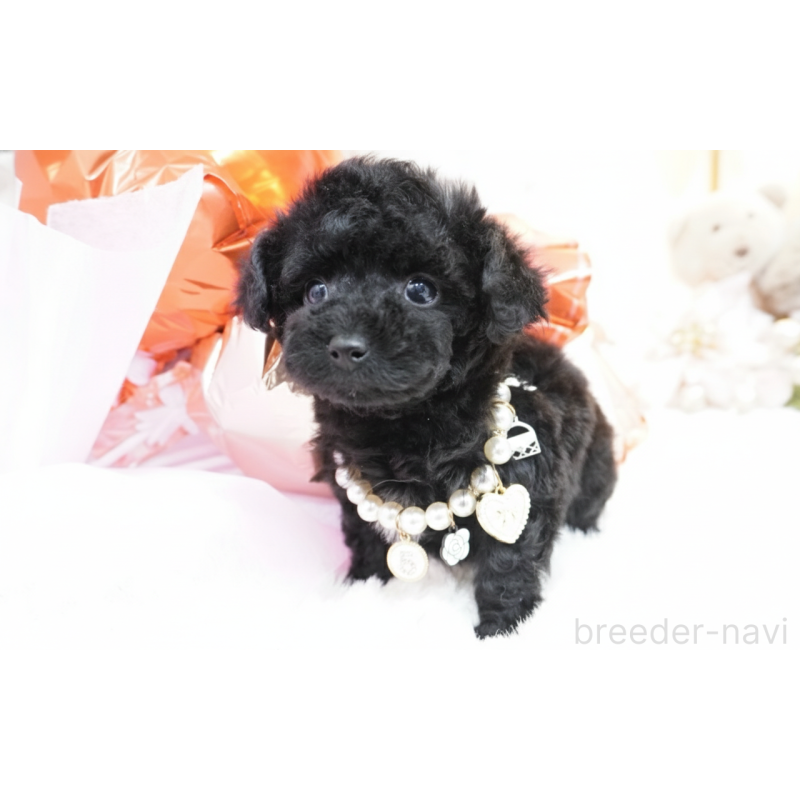 販売中の大阪府のティーカッププードル-445976の5枚目