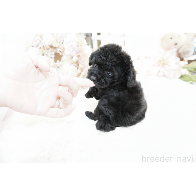 販売中の大阪府のティーカッププードル-445976の4枚目