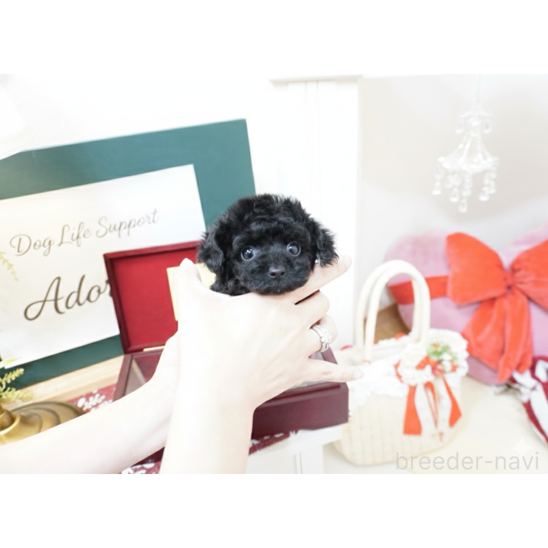 販売中の大阪府のティーカッププードル-445976の3枚目