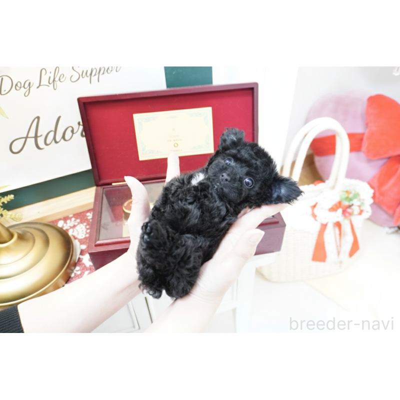 販売中の大阪府のティーカッププードル-445976の2枚目