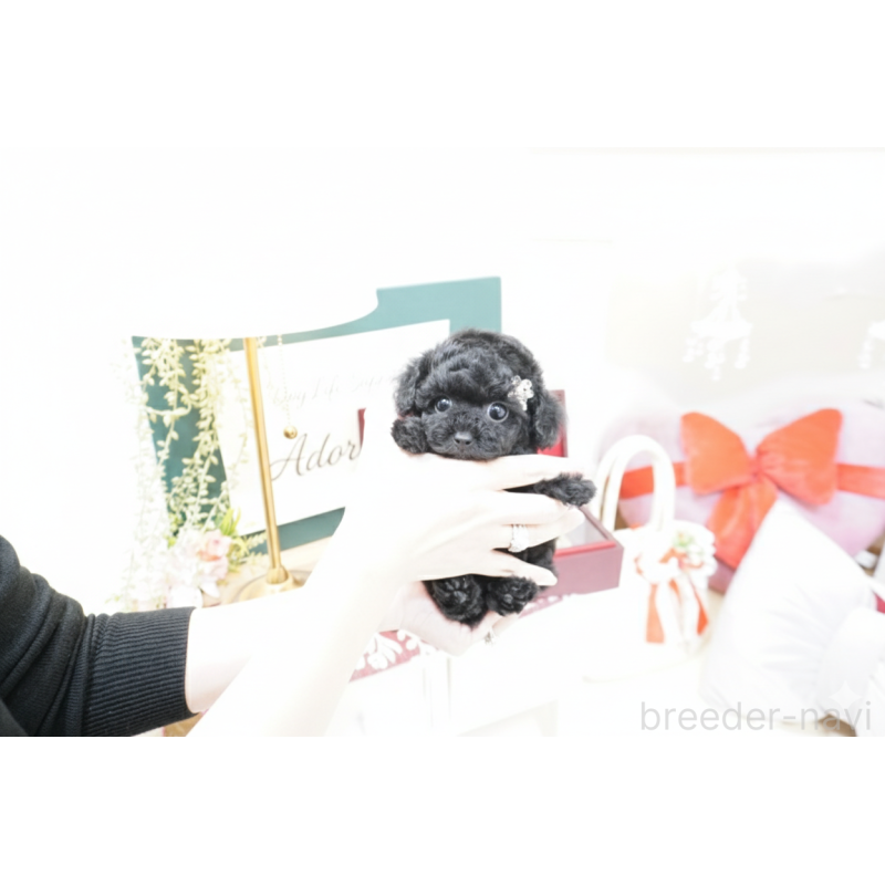 販売中の大阪府のティーカッププードル-445974の6枚目