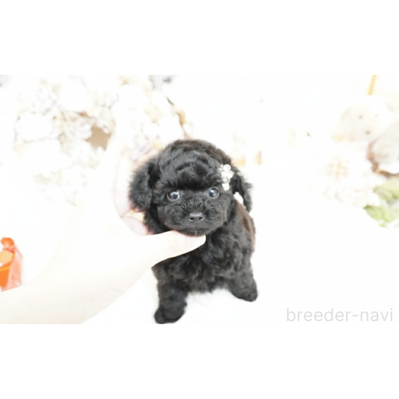 販売中の大阪府のティーカッププードル-445974の4枚目