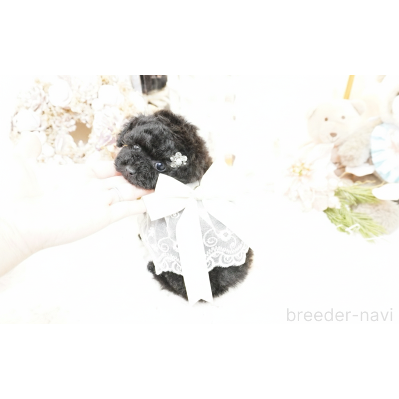 販売中の大阪府のティーカッププードル-445974の3枚目