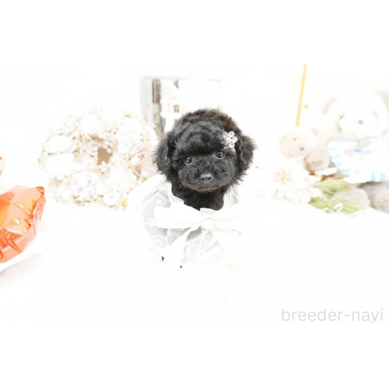 販売中の大阪府のティーカッププードル-445974の2枚目