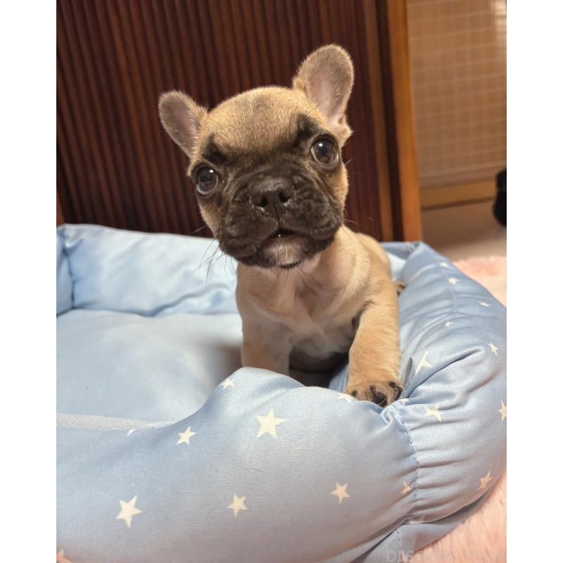 販売中の三重県のフレンチブルドッグ-437233