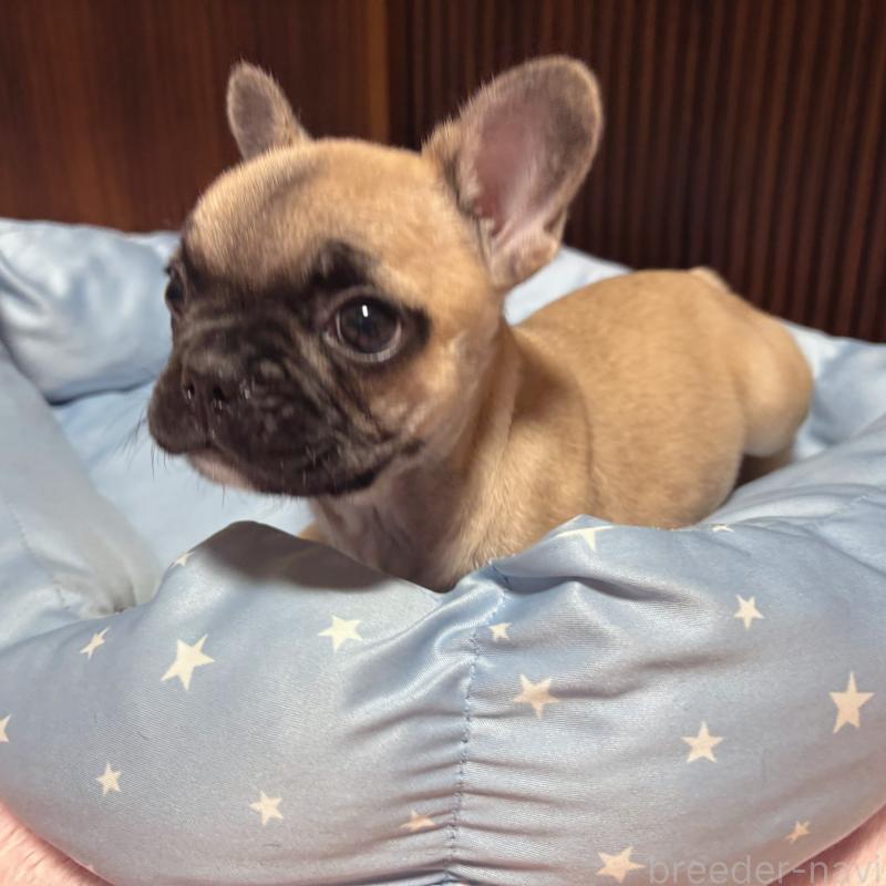 販売中の三重県のフレンチブルドッグ-437233の4枚目