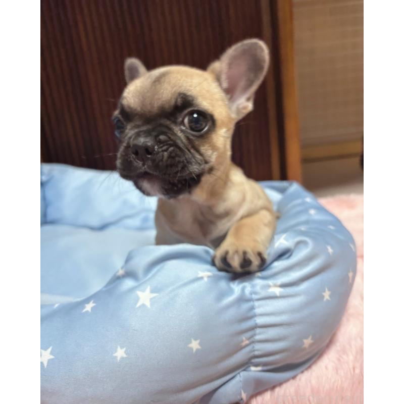 販売中の三重県のフレンチブルドッグ-437233の3枚目