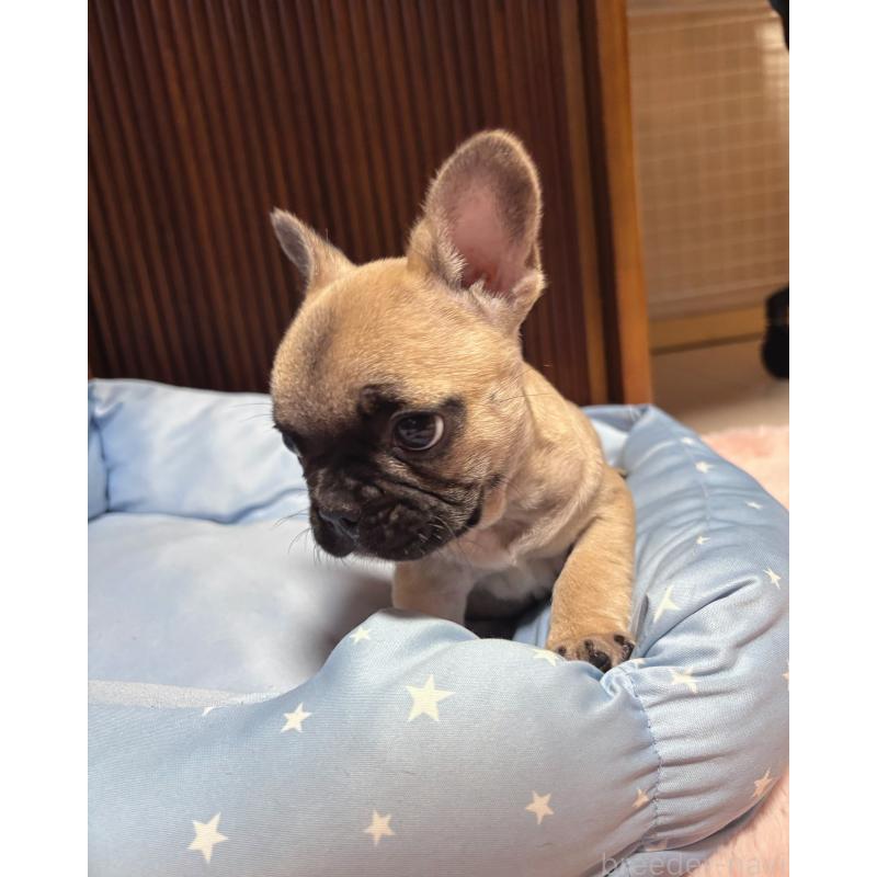 販売中の三重県のフレンチブルドッグ-437233の2枚目