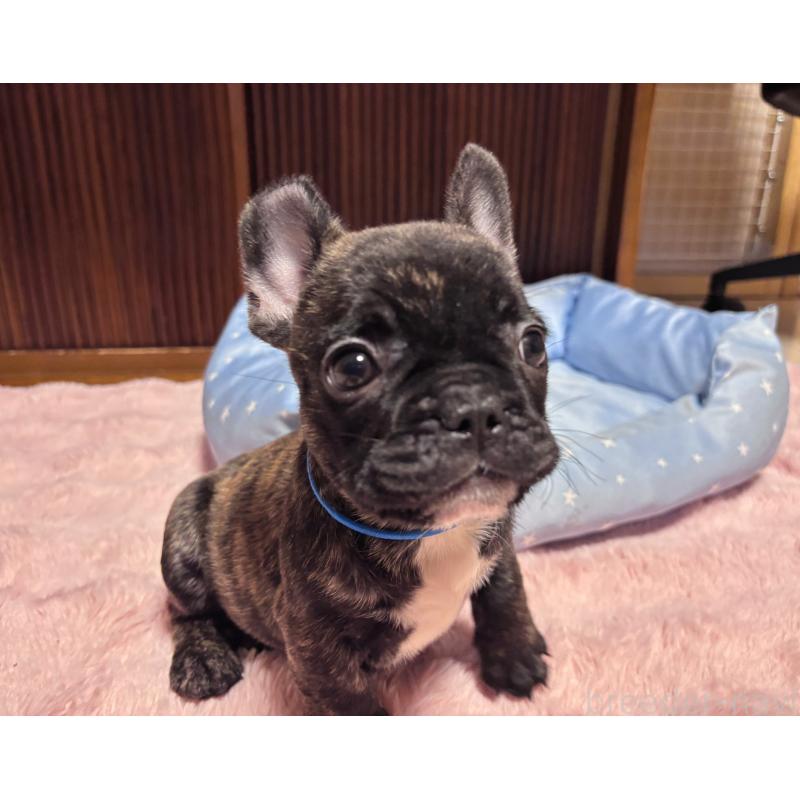 成約済の三重県のフレンチブルドッグ-437132の5枚目