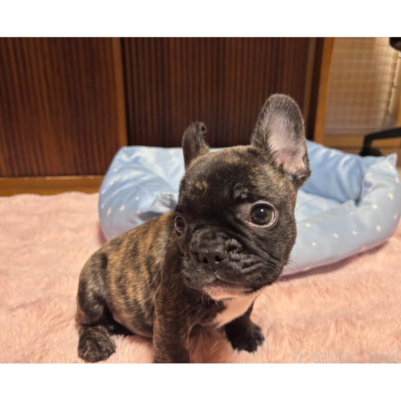 成約済の三重県のフレンチブルドッグ-437132の4枚目