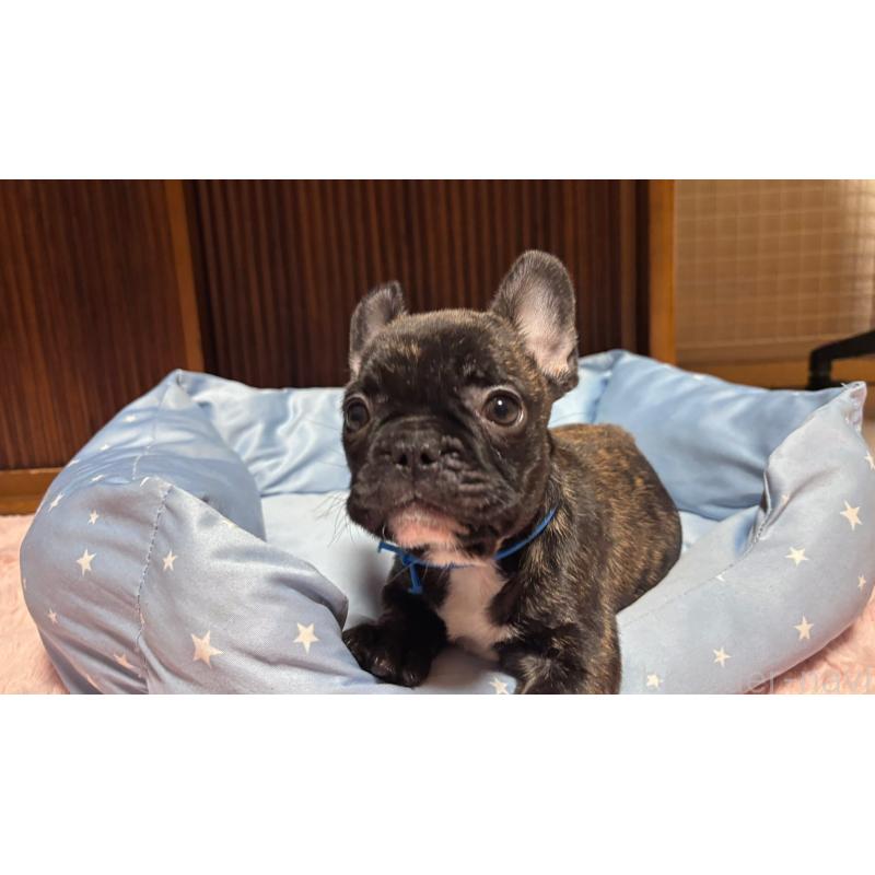 販売中の三重県のフレンチブルドッグ-437132
