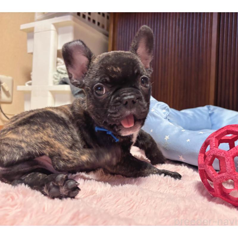 成約済の三重県のフレンチブルドッグ-437132の2枚目