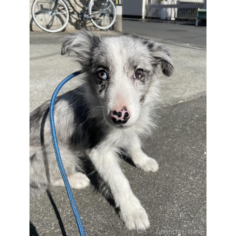 販売中の東京都のボーダーコリー-445980の7枚目