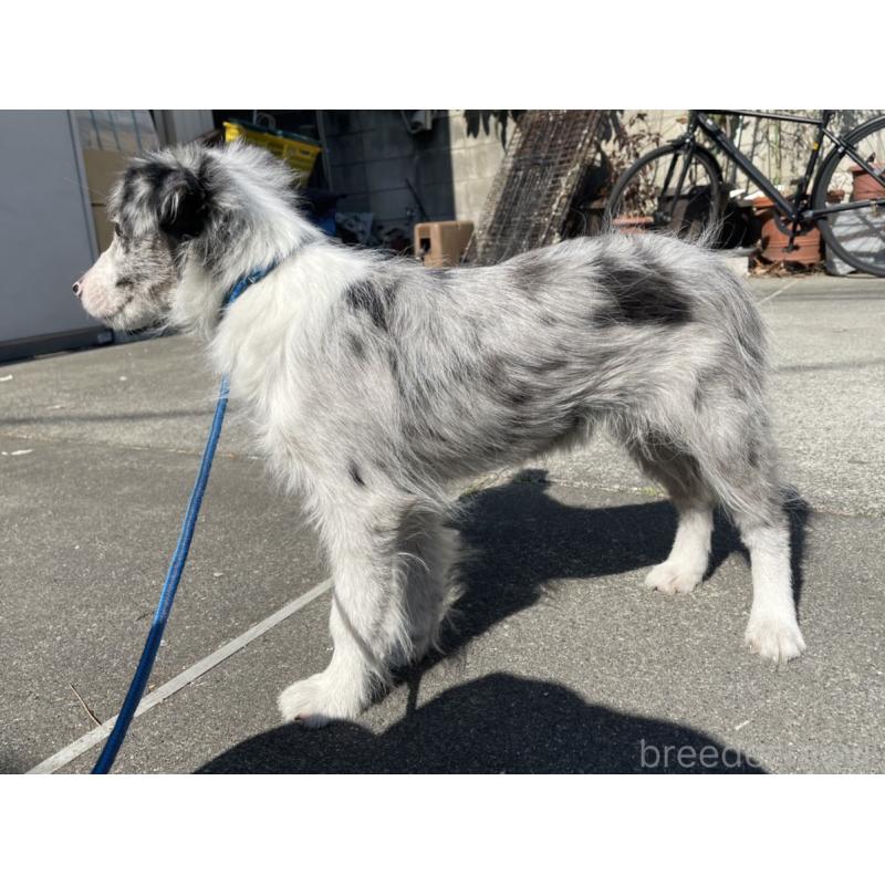 販売中の東京都のボーダーコリー-445980の6枚目