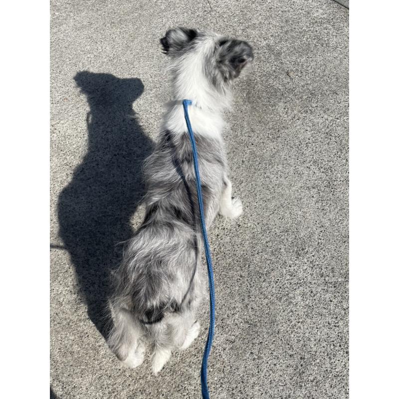 販売中の東京都のボーダーコリー-445980の5枚目