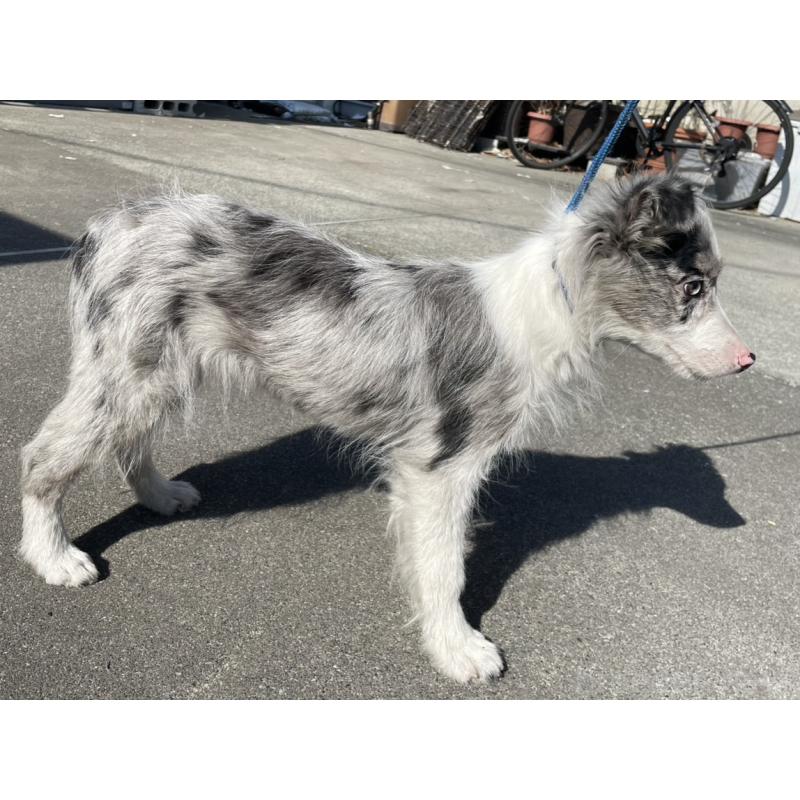 販売中の東京都のボーダーコリー-445980の4枚目