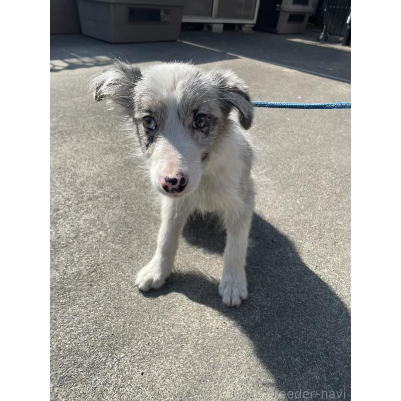 販売中の東京都のボーダーコリー-445980の3枚目