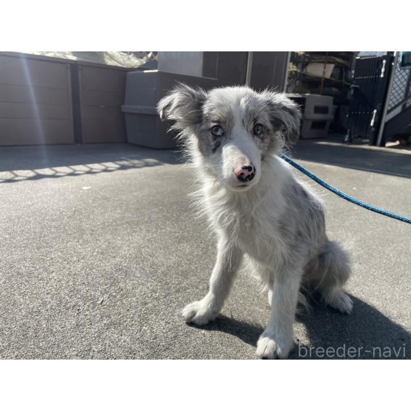 販売中の東京都のボーダーコリー-445980の2枚目