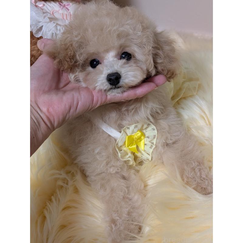 販売中の新潟県のティーカッププードル-440835の6枚目