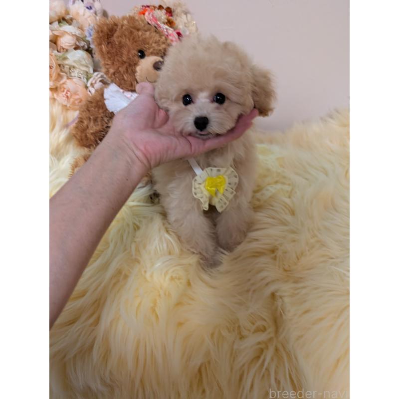 販売中の新潟県のティーカッププードル-440835の5枚目